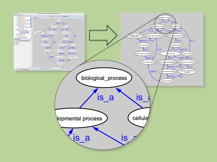 screenshot of an BioOntology graph, with a vectorial redrawing showing it is not rasterized/pixellated by zooming on a detail